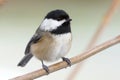 A Small Cute Bird Called a Black-capped Chickadee Royalty Free Stock Photo