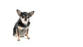 Small cute black chihuahua isolated on a white background Royalty Free Stock Photo