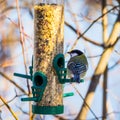 Small cute blue titmouse eats on bird feeders in winter, blue blurred background Royalty Free Stock Photo