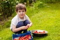 a little boy sorts and stacks freshly picked ripe strawberries in a plastic box while squatting in the garden