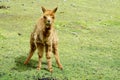 Small cute brown alpaca Royalty Free Stock Photo