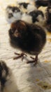 A small cute brown chick, fluffy and covered in fluff, in a brooder Royalty Free Stock Photo