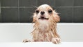 Small cute brown chihuahua dog waiting in bathtub Royalty Free Stock Photo