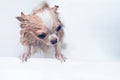 Small cute brown chihuahua dog waiting for owner in the tub after taking a bath in bathtub Royalty Free Stock Photo