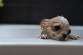 Small cute brown chihuahua dog waiting for owner in the tub after taking a bath in bathtub Royalty Free Stock Photo