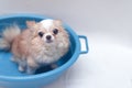 Small cute brown chihuahua dog waiting for owner in the tub after taking a bath in bathtub Royalty Free Stock Photo