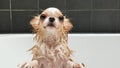 Small cute brown chihuahua dog waiting in the tub after taking a Royalty Free Stock Photo