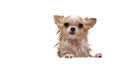 Small cute brown chihuahua dog waiting in the tub after taking a Royalty Free Stock Photo