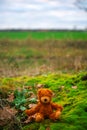 Small cute brown teddybear sitting on moss outdoors