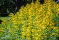 Small cute bumblebee gathers nectar from beautiful yellow flowers of Mountain Goldenbanner with fresh green leaves. Close up photo Royalty Free Stock Photo