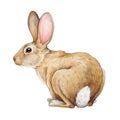 Small cute bunny illustration. Hand drawn little adorable bunny on white background. Wildlife forest and meadow animal