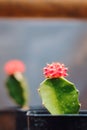 This is the small and cute cactus called Red Gymno with defocus background.