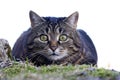 A small cute cat just before the attack Royalty Free Stock Photo