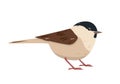 Small cute Chestnut-backed Chickadee bird icon isolated.