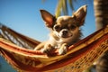 Small cute Chihuahua dog relaxing in hammock with tropical beach in background Royalty Free Stock Photo