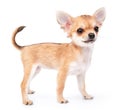 Small cute chihuahua puppy standing on white Royalty Free Stock Photo