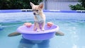 a small cute chihuahua puppy is swimming in the pool in a basin. funny dogs.