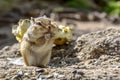 Chipmunk sunflower seeds eats