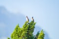 Small cute colorful two or double birds on the top of pine tree.