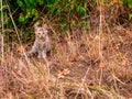 A small cute cream-colored kitten sits in a high dry grass near the bushes