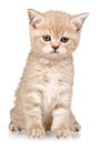 Cute small kitten isolated on white background Royalty Free Stock Photo