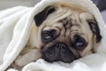 Small cute dog breed pug wrapped in towel Royalty Free Stock Photo