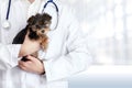 Small cute dog examined at the veterinary doctor