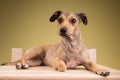 Small cute dog lying down on the wooden desk. Royalty Free Stock Photo