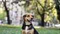 Small cute dog playing in the park. Nice sunny day Royalty Free Stock Photo