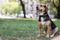 Small cute dog playing in the park. Nice sunny day Royalty Free Stock Photo