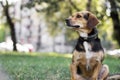 Small cute dog playing in the park. Nice sunny day Royalty Free Stock Photo