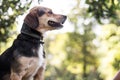 Small cute dog playing in the park. Nice sunny day Royalty Free Stock Photo