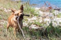 Small cute dog playing with pine branch in grass by the sea Royalty Free Stock Photo