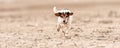 Small cute dog running on dry sandy ground and have fun. Jack Russell Terriers 12 years young