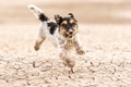 Small cute dog running on dry sandy ground and have fun. Jack Russell Terriers 4 years young