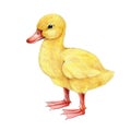 Small cute duckling. Hand drawn realistic illustration. Cute new born baby bird duck. Fluffy yellow duckling on white Royalty Free Stock Photo