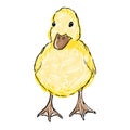Small cute duckling. Hand drawn realistic illustration. Cute new born baby bird duck. Fluffy yellow duckling on white Royalty Free Stock Photo