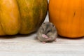 A small cute Dzungarian hamster washes against the background of an orange pumpkin. Close-up.