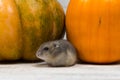 A small cute Dzungarian hamster washes against the background of an orange pumpkin. Close-up.