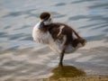 Small cute egyptian goose chick standing in lake