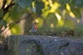 Small cute European robin bird perched on the stone during the daytime Royalty Free Stock Photo