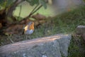 Small cute European robin bird perched on the stone during the daytime Royalty Free Stock Photo