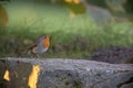 Small cute European robin bird perched on the stone during the daytime Royalty Free Stock Photo