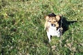 Small cute fluffy dog with white, brown and black patches sitting on glade with green grass and looking forward