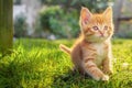 A small, cute, fluffy red kitten. Close-up of a kitten sitting on a green lawn in a summer park. Sunny, clear day. Copy space Royalty Free Stock Photo