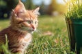 A small, cute, fluffy red kitten. Close-up of a kitten sitting on a green lawn in a summer park. Sunny, clear day. Copy space Royalty Free Stock Photo