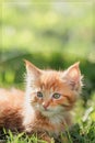 A small, cute, fluffy red kitten. Close-up of a kitten sitting on a green lawn in a summer park. Sunny, clear day. Copy space Royalty Free Stock Photo