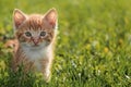 A small, cute, fluffy red kitten. Close-up of a kitten sitting on a green lawn in a summer park. Sunny, clear day. Copy space Royalty Free Stock Photo