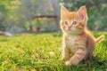 A small, cute, fluffy red kitten. Close-up of a kitten sitting on a green lawn in a summer park. Sunny, clear day. Copy space Royalty Free Stock Photo