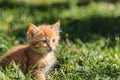 A small, cute, fluffy red kitten. Close-up of a kitten sitting on a green lawn in a summer park. Sunny, clear day. Copy space Royalty Free Stock Photo